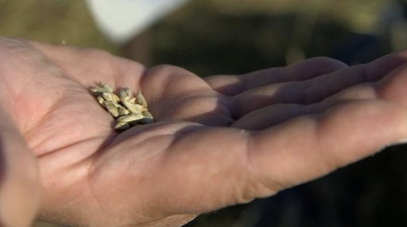 Vodkan är framställd av vatten och spannmål. Bildkälla: BBC Vodkan är framställd av vatten och spannmål. Bildkälla: BBC